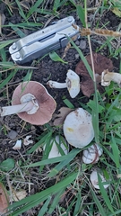 Agaricus xanthodermus