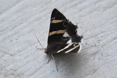 Grammodes ocellata