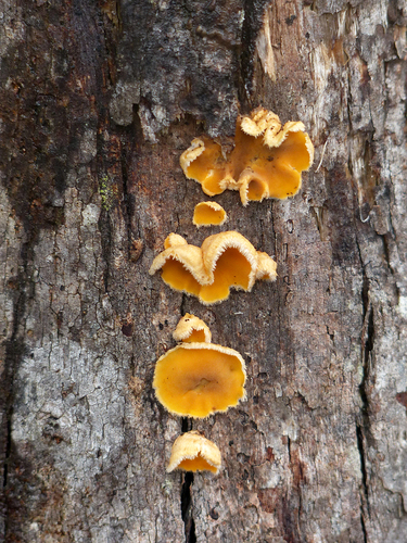 Stereum ochraceoflavum