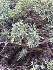 Lupinus arboreus
