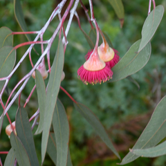 Eucalyptus caesia