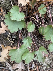 Heuchera