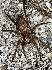 Mituliodon tarantulinus