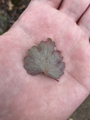 Heuchera