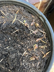 Acer pictum