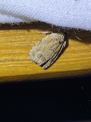 Olethreutes permundana