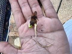 Acer pictum