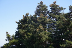 Abies cephalonica