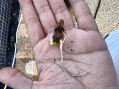 Acer pictum