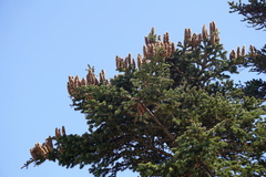 Abies cephalonica