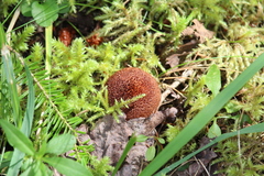 Suillus ampliporus