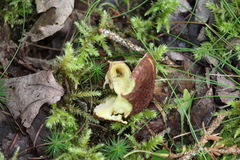 Suillus ampliporus
