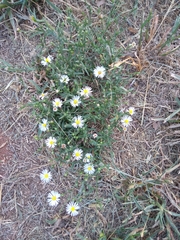 Symphyotrichum divaricatum