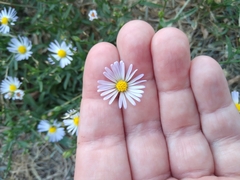 Symphyotrichum divaricatum