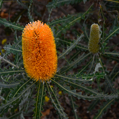 Banksia prionotes