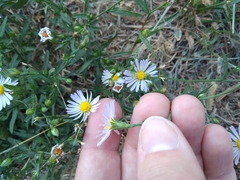 Symphyotrichum divaricatum