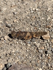 Trimerotropis fontana