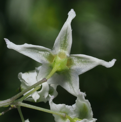 Solanum ehrenbergii