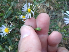 Symphyotrichum divaricatum