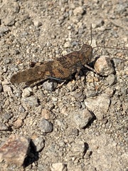 Trimerotropis fontana