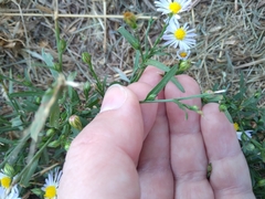 Symphyotrichum divaricatum