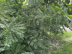 Spondias purpurea
