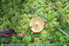 Suillus ampliporus
