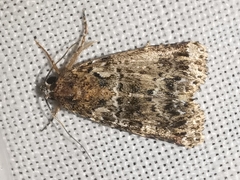 Callopistria latreillei