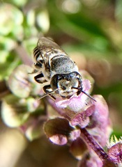 Eutricharaea