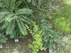 Spondias purpurea