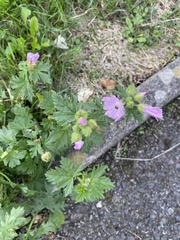 Malva alcea