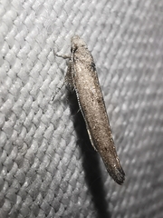 Paradoxus osyridellus