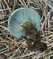 Hygrophorus caeruleus