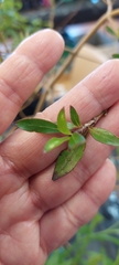 Coprosma ×cunninghamii