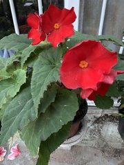 Begonia × tuberhybrida