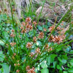 Juncus canadensis