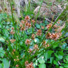 Juncus canadensis