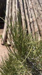 Ephedra viridis