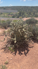 Cylindropuntia acanthocarpa acanthocarpa