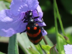 Hycleus biundulatus