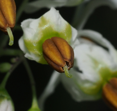 Solanum ehrenbergii