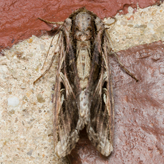 Spodoptera dolichos