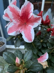 Rhododendron