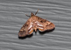 Parapoynx obscuralis