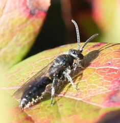 Tiphiinae