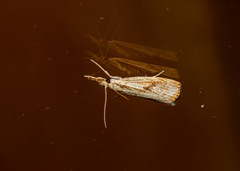 Agriphila ruricolellus