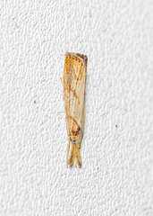 Agriphila ruricolellus