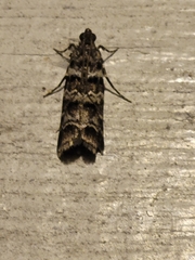 Sciota uvinella