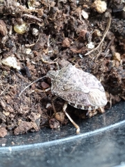 Halyomorpha halys