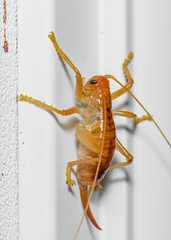 Camptonotus carolinensis